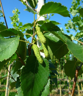 Betula utilis